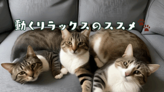 ソファ寝ころぶ３匹の猫