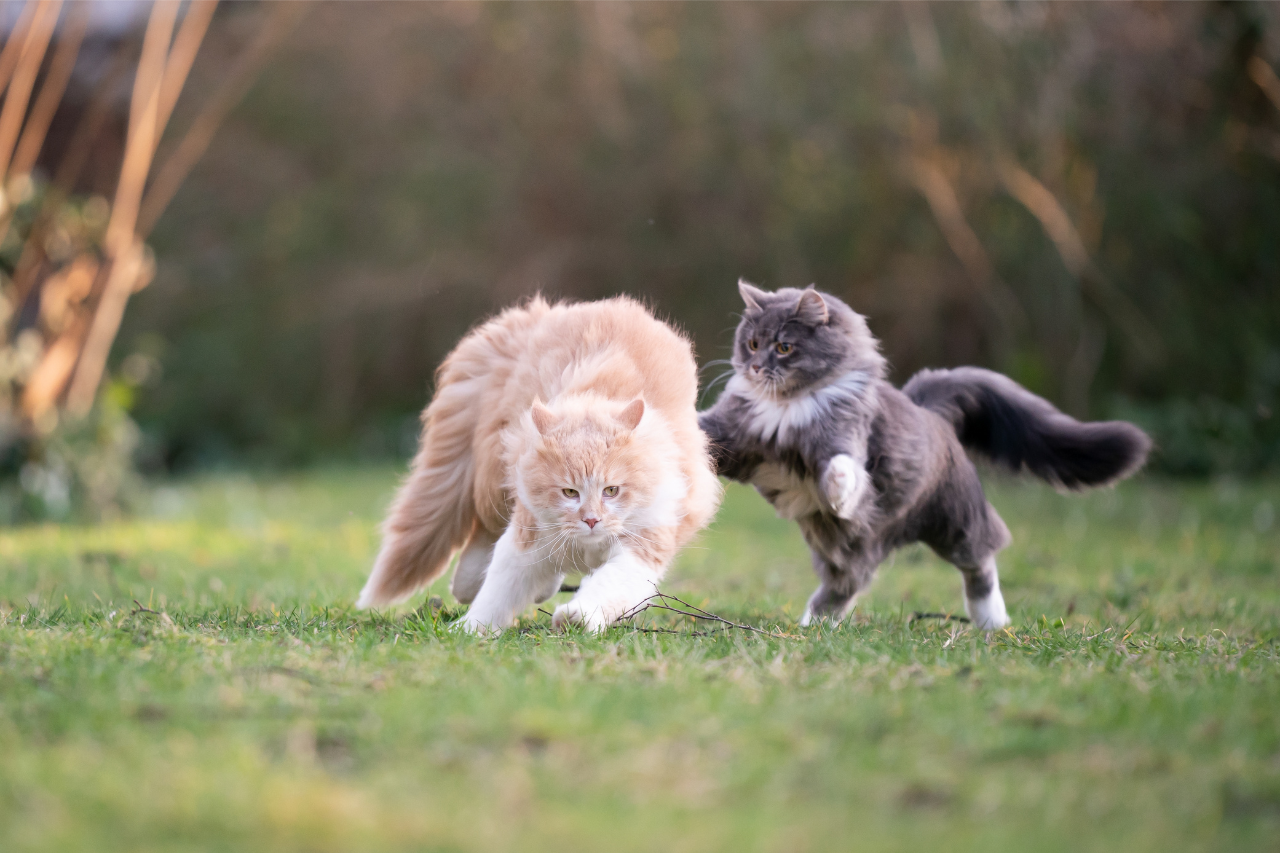 遊ぶ猫