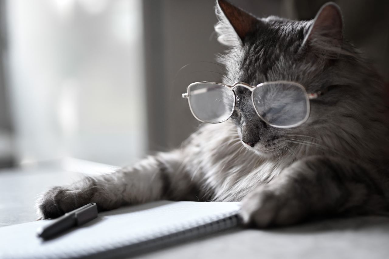眼鏡をかけて勉強する猫