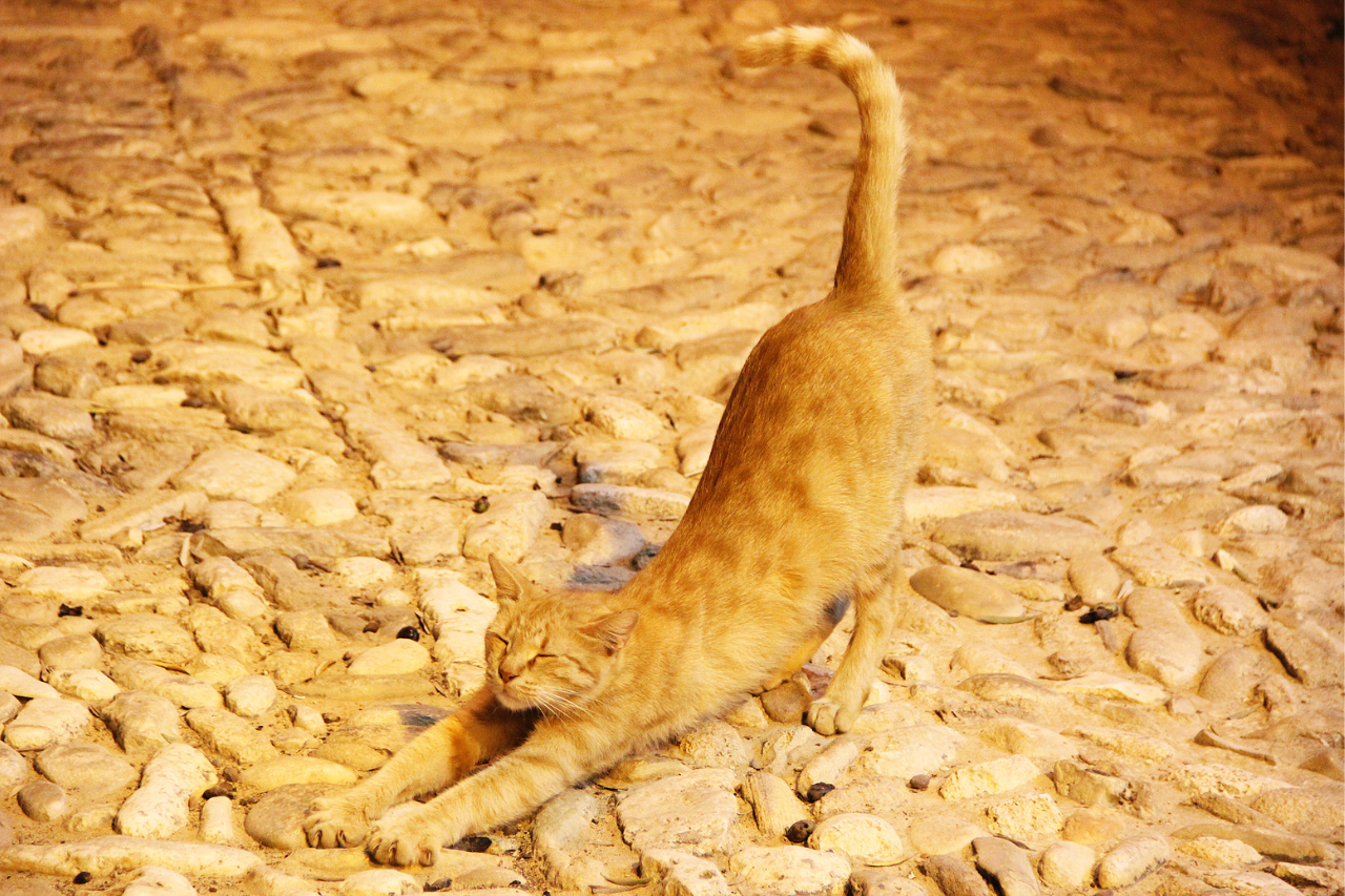 伸びをする猫