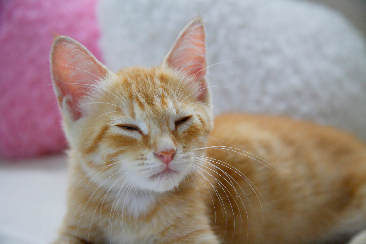 ソファで眠そうにしている猫